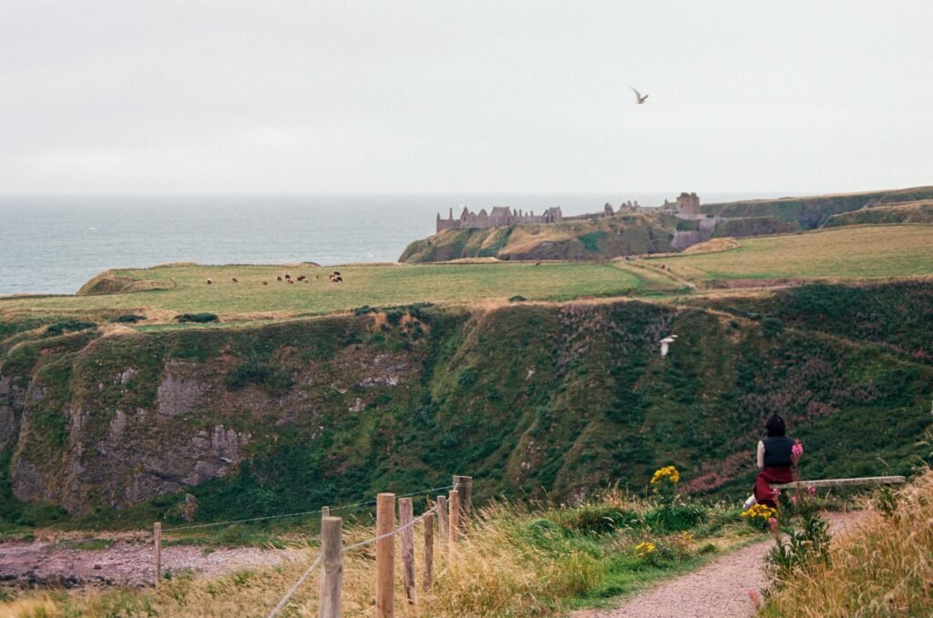 Dunnottar Castle: A person sitting on a bench on a grassy hill overlooking a cliff with wildflowers nearby, grazing cows on a distant plateau, and the ruins of a large castle by the sea under a cloudy sky.